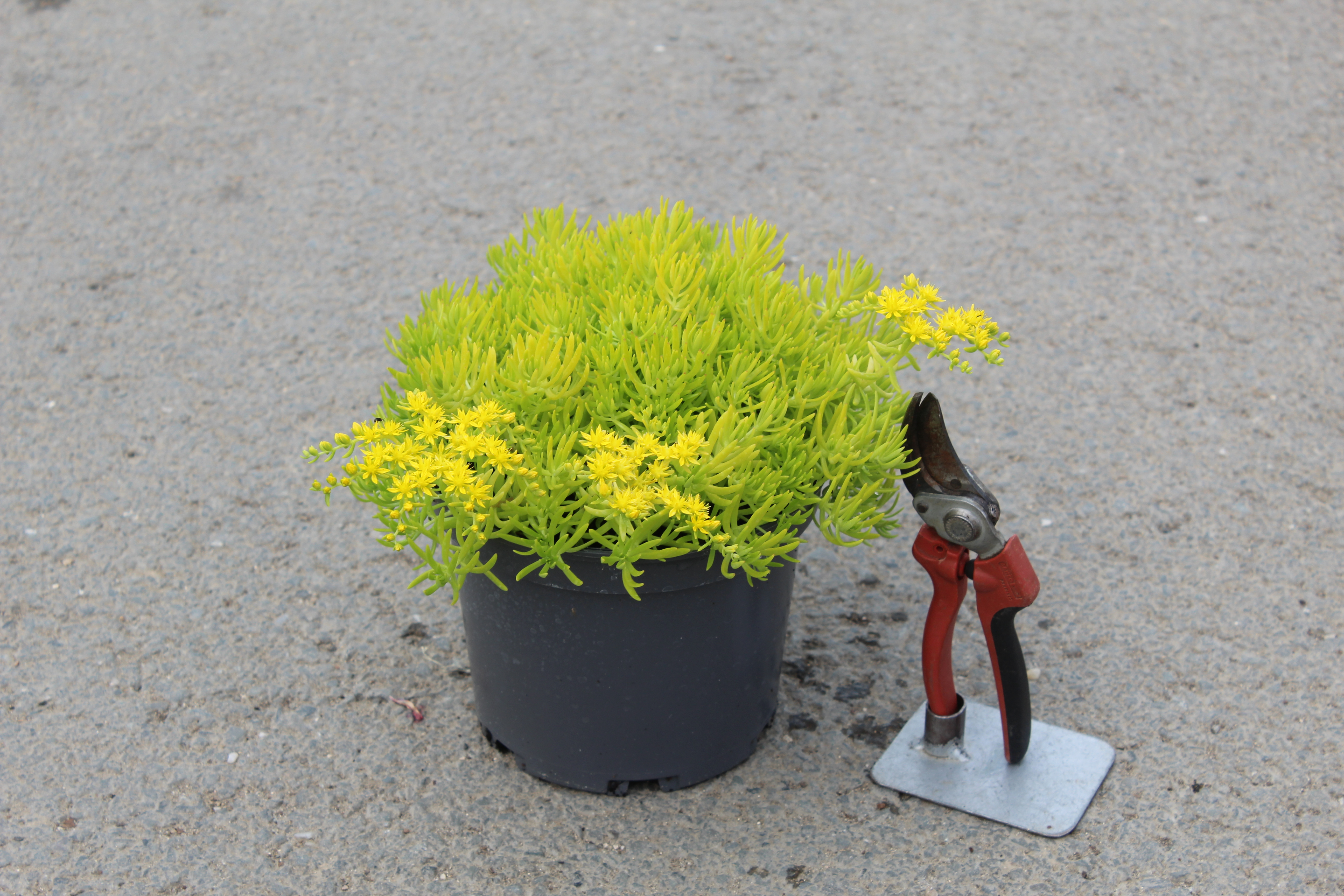 Sedum 'Lemon ball'