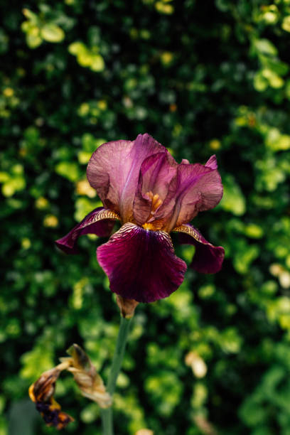 Iris d'allemagne 'Wine and roses'