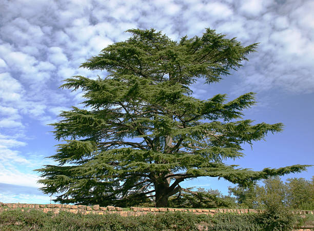 Cèdre du liban