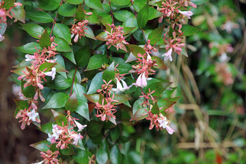 Abelia à grandes fleurs - Image secondaire