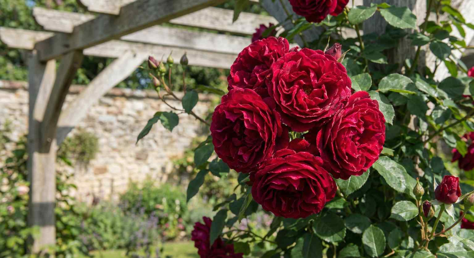 Rosier 'Le grand huit '