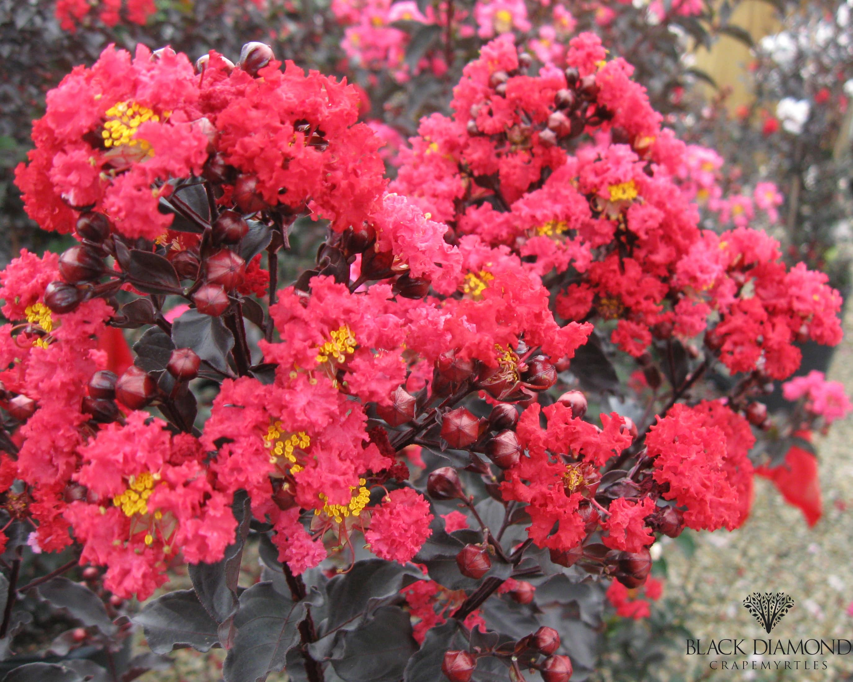 Lilas des indes 'Best red'