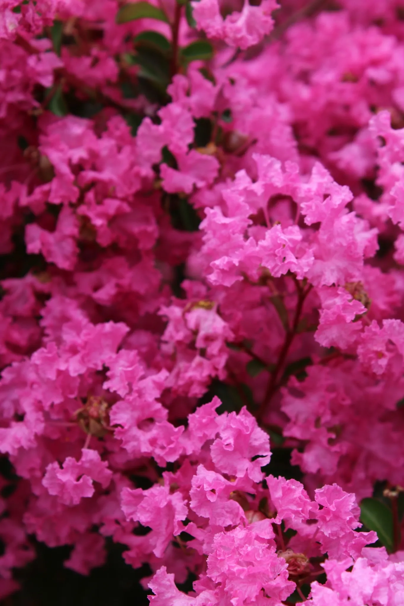 Lilas des indes 'La mousson'
