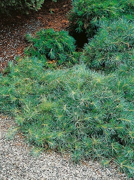 Pin sylvestre 'Repens'