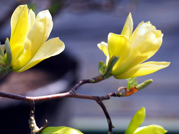 Magnolia 'Elizabeth'