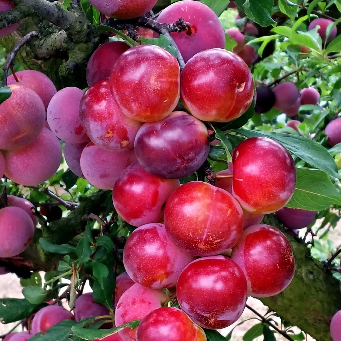 Pluot  'Pink candy'