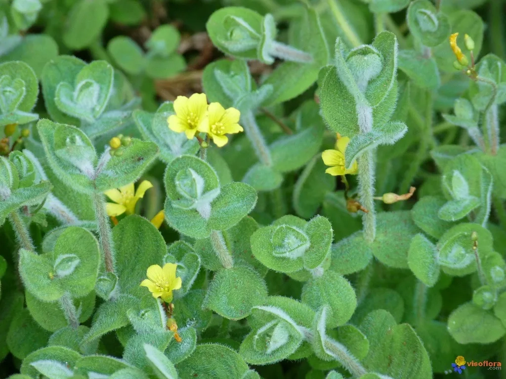 Millepertuis des marais