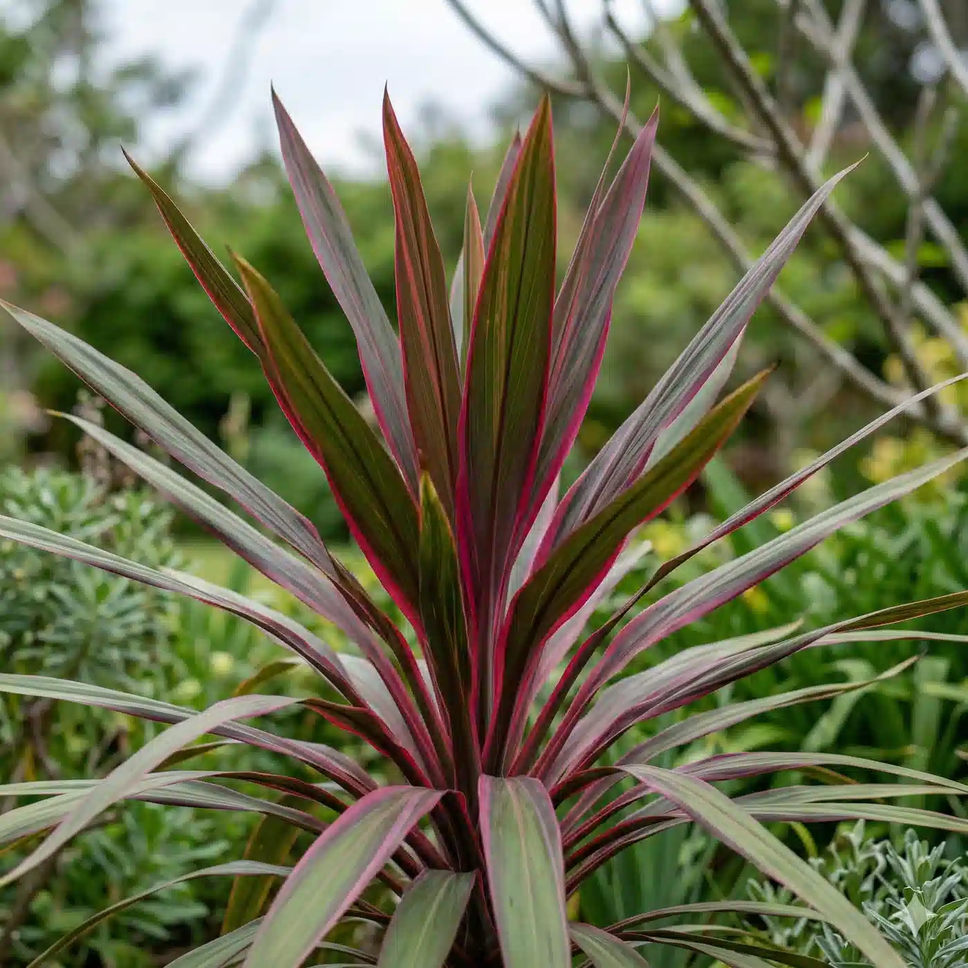 Cordyline 'Electric star'