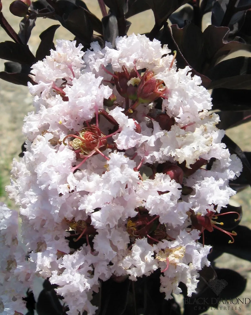 Lilas des indes 'Blush'