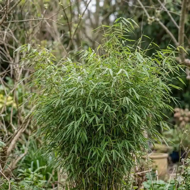 Bambou non traçant 'Moontears'