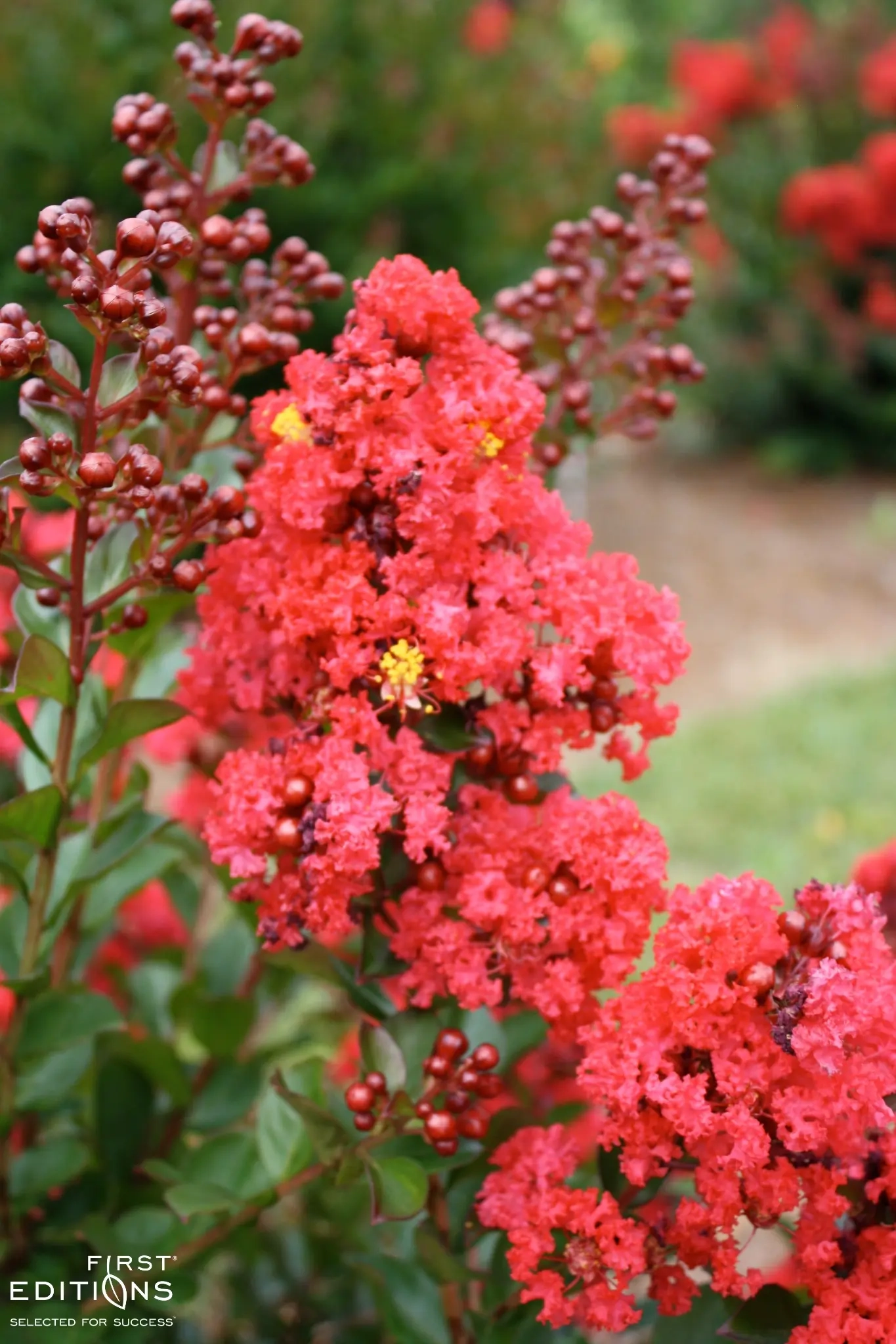 Lilas des indes 'Red magic'