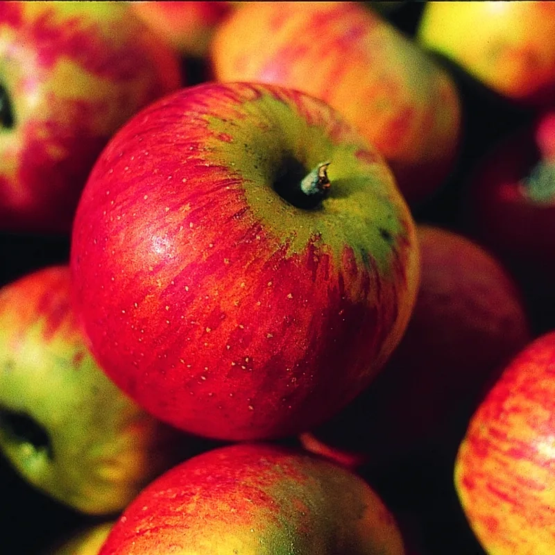 Pommier  'Reine des reinettes'