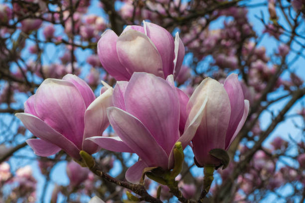 Magnolia de soulange