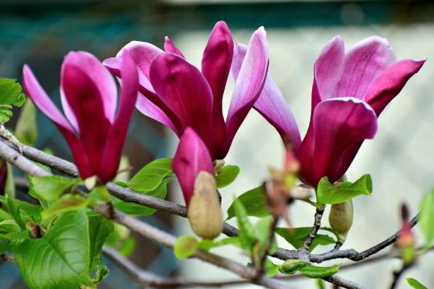 Magnolia 'Nigra'