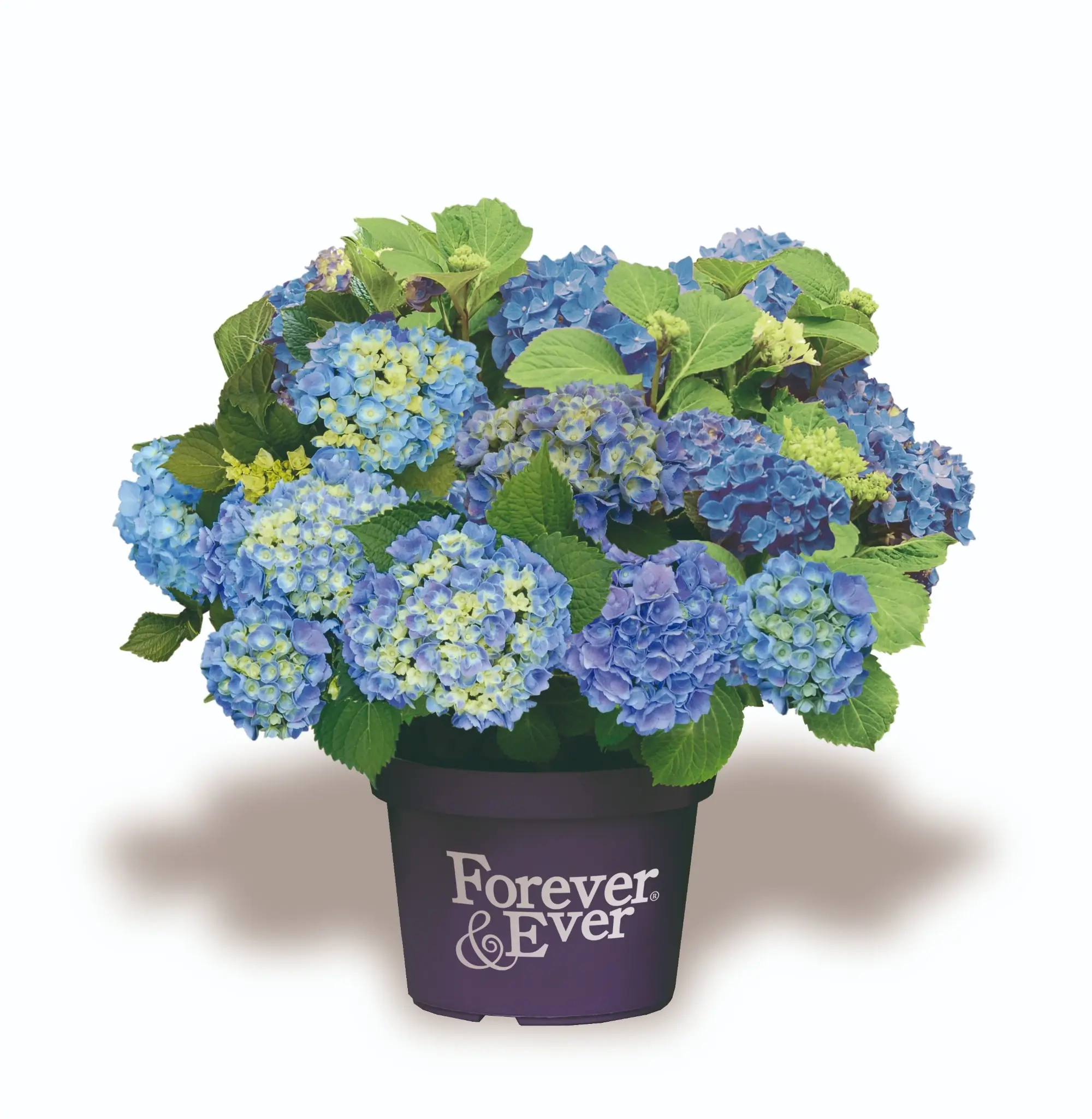 Hortensia 'Forever and ever bleu'