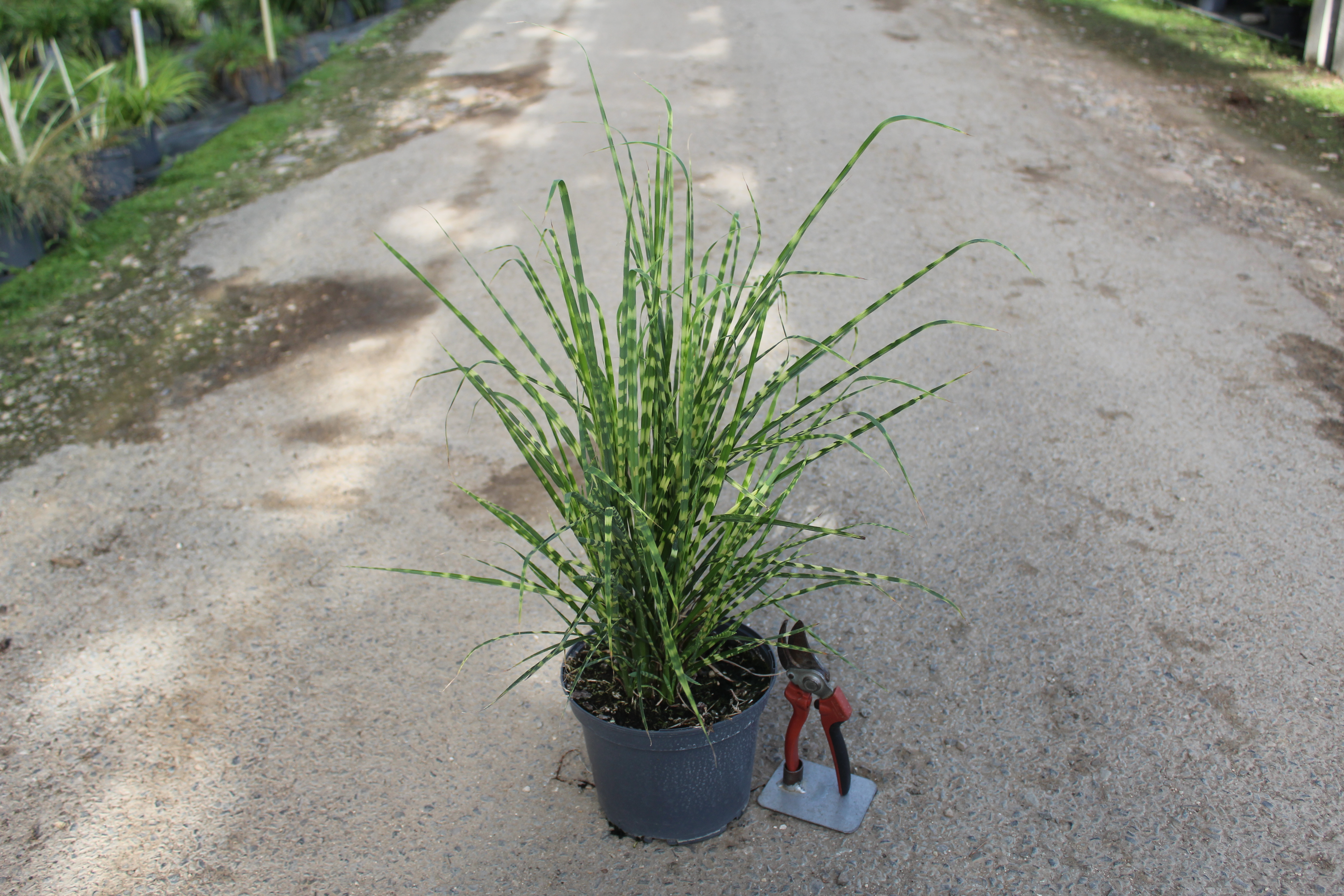 Miscanthus 'Gold bar'