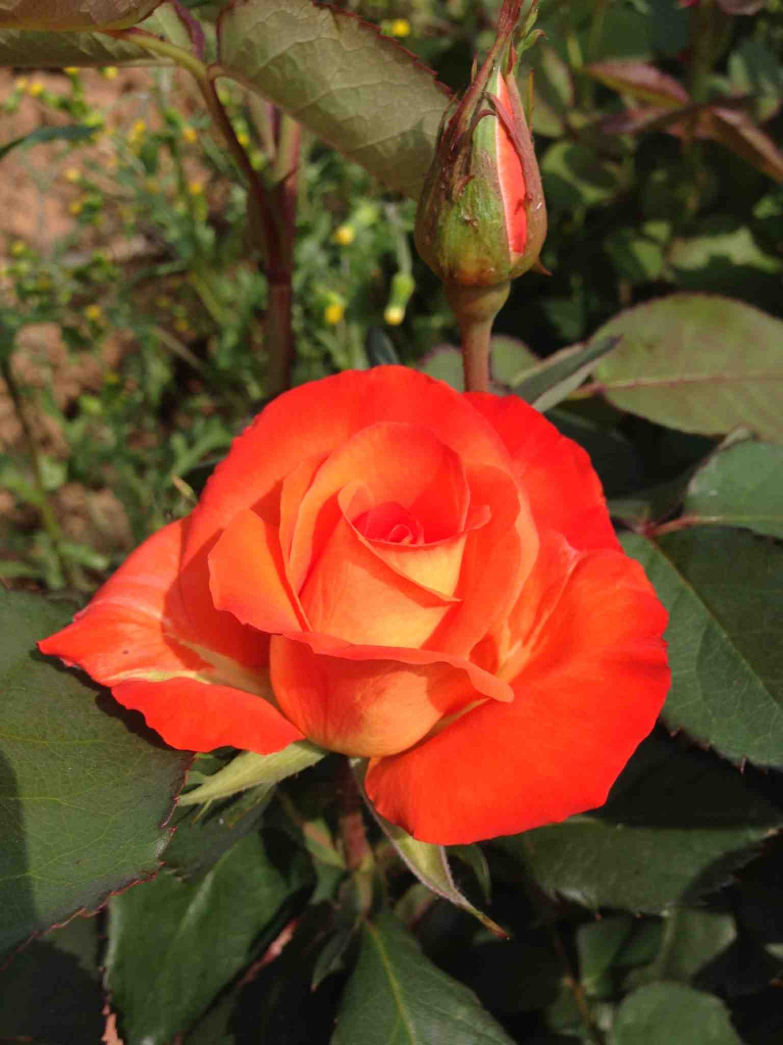 Rosier 'France libre'