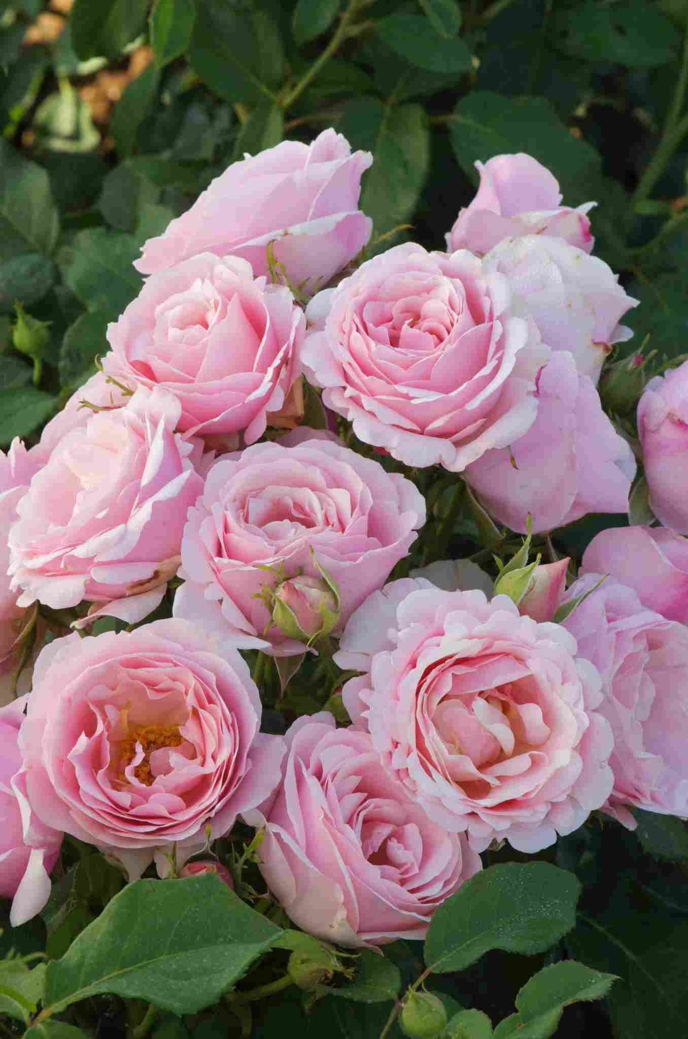 Rosier 'Billet doux '