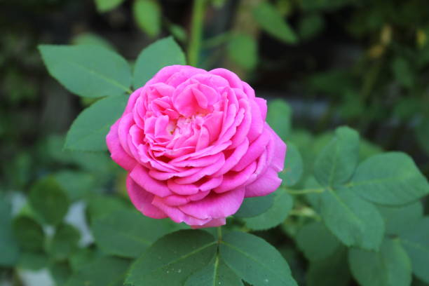 Rosier 'Mme de montespan'