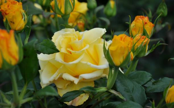 Rosier 'Michelangelo '