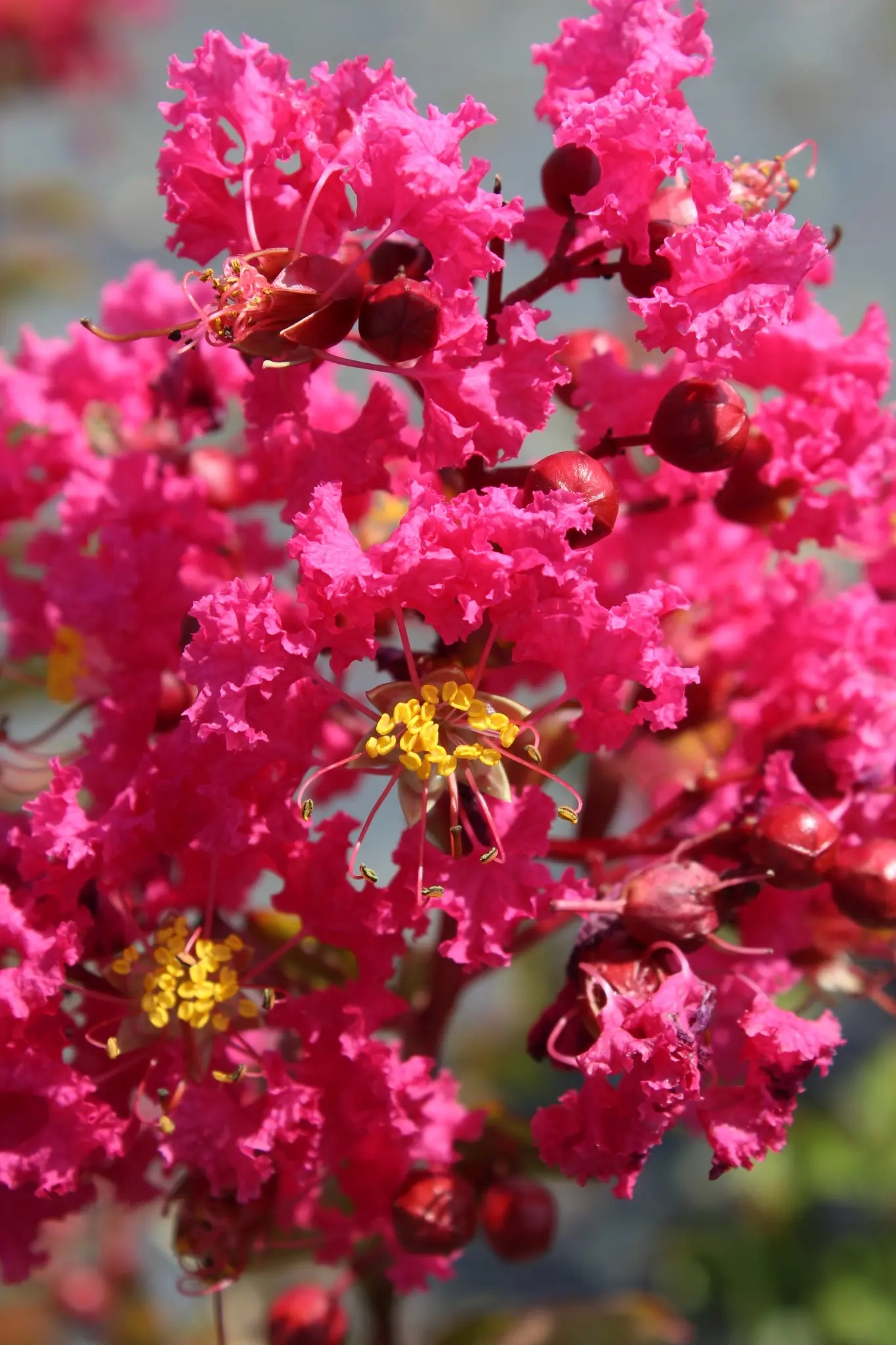 Lilas des indes 'St emilion'