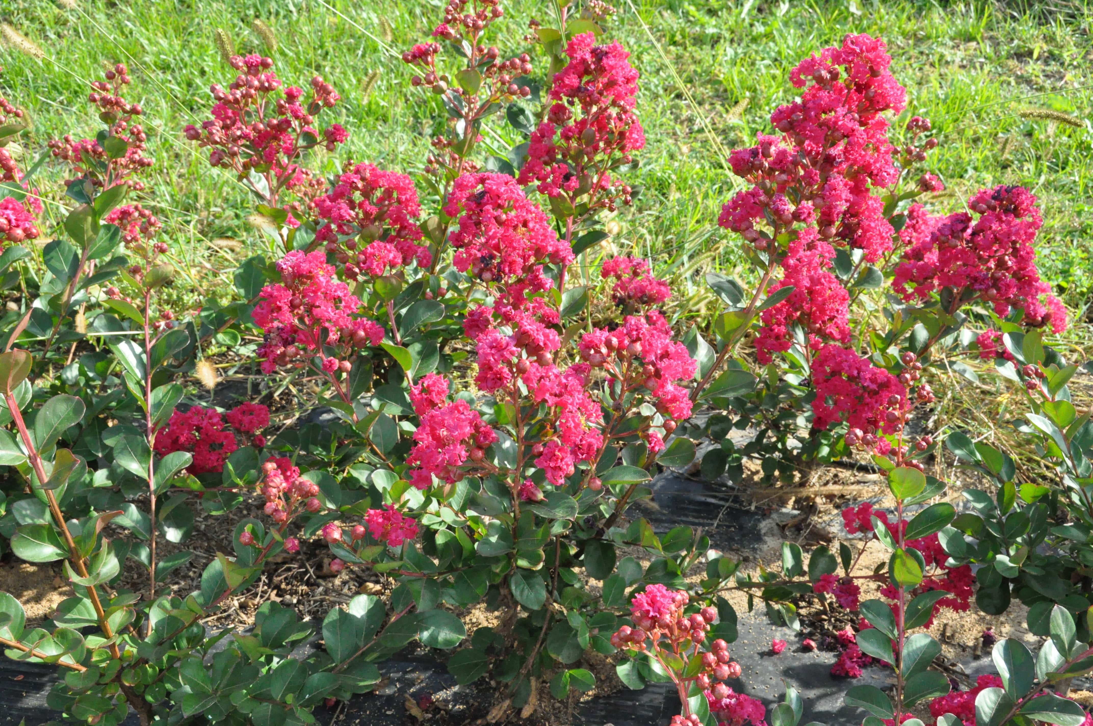 Lagerstroemia 'Braise'