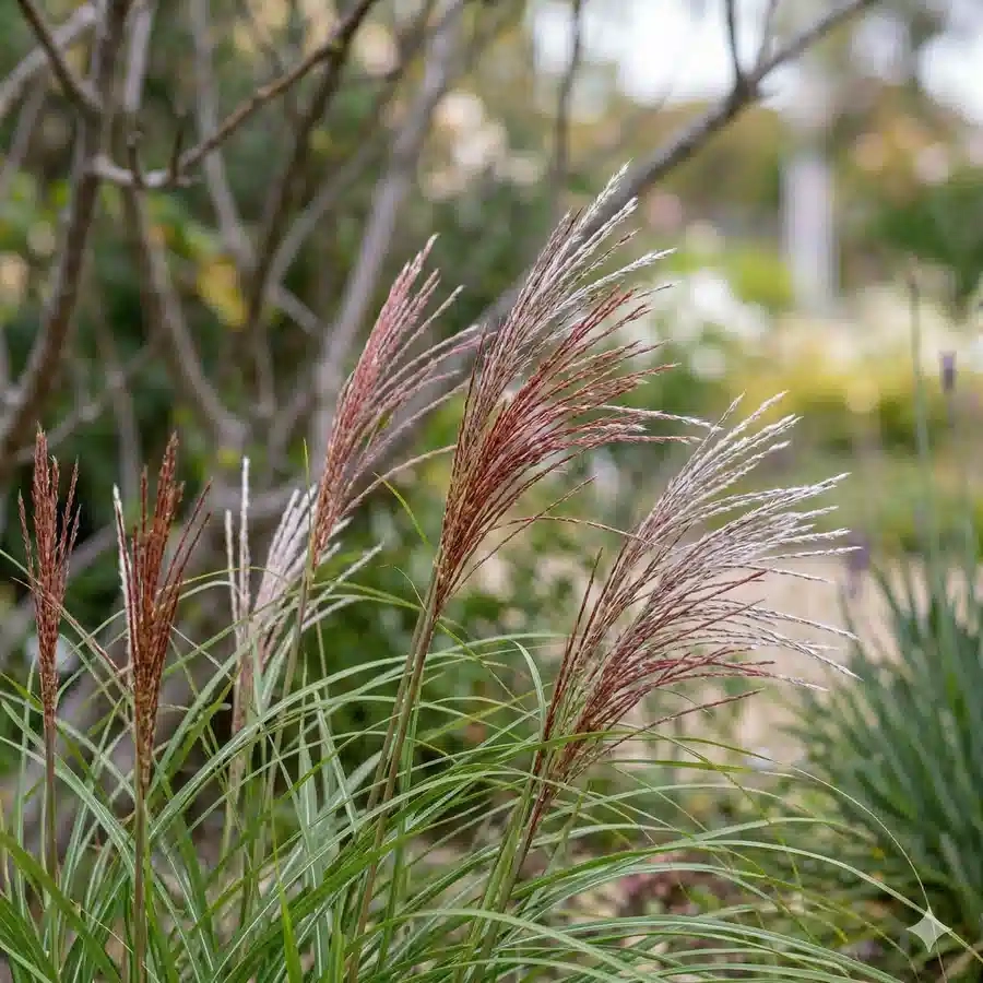 Miscanthus 'Ferner osten'