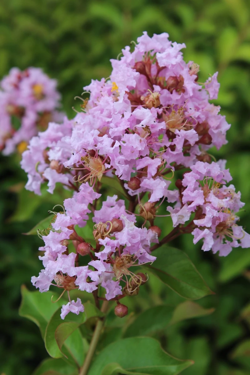 Lilas des indes 'Muskogee'