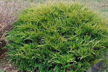 Genévrier 'Old gold'