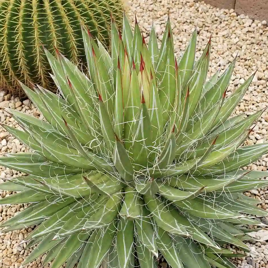 Agave  filifera