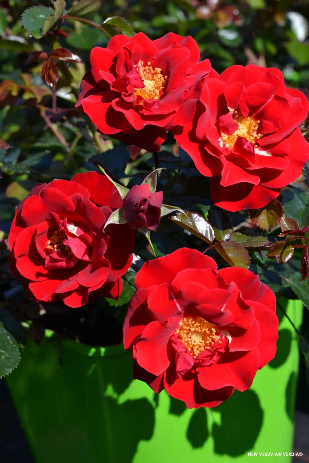 Rosier 'New vesuvia rouge '