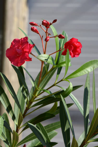 Laurier-rose 'Petite red rouge simple'