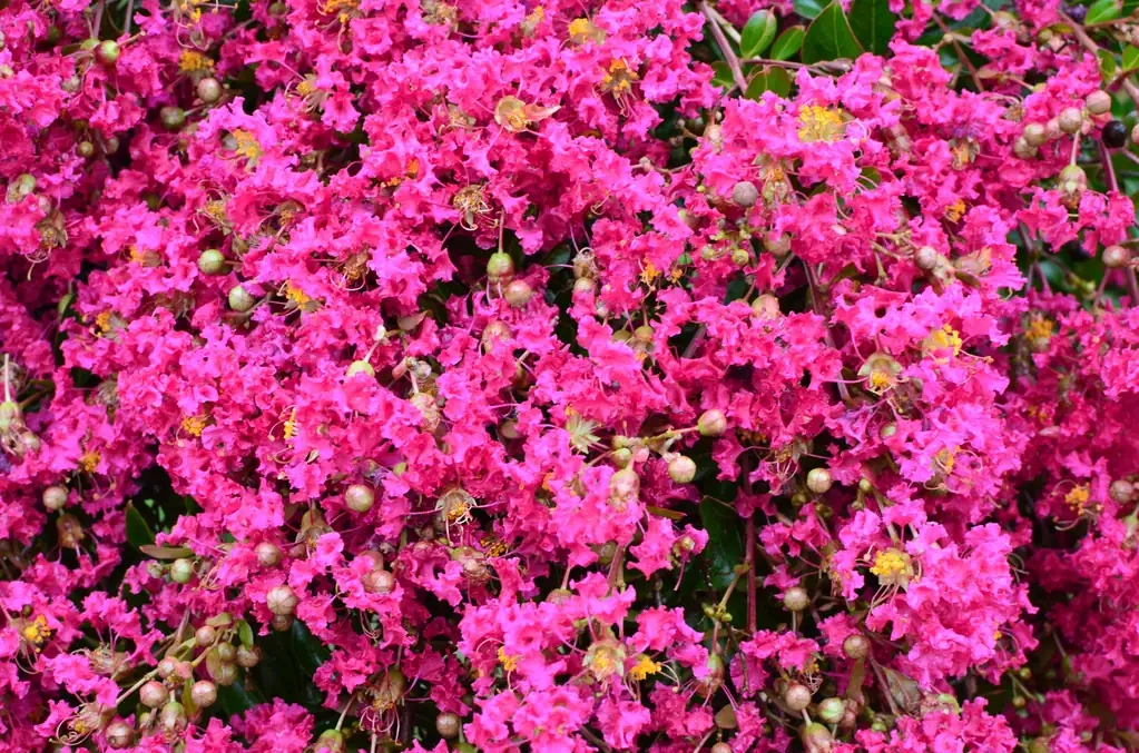 Lilas des indes 'Mimie fuschia'