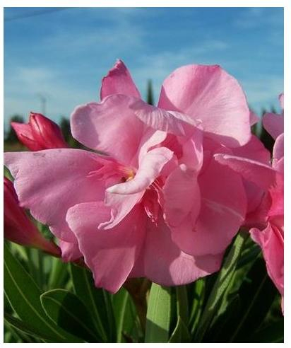 Laurier rose 'Louis Pouget'