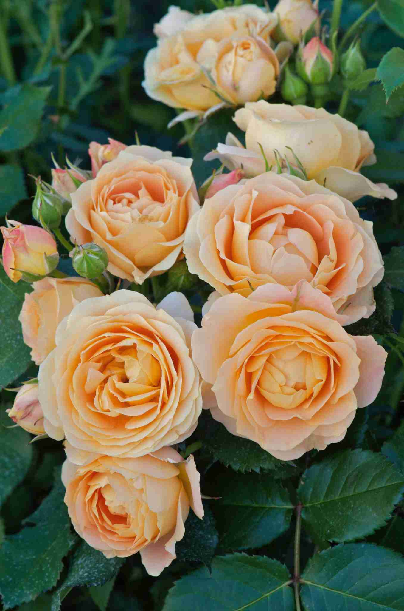 Rosier 'Dolce vita '
