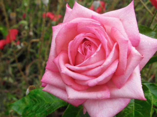 Rosier 'Reflet de saint malo '