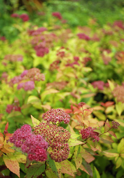 Spirée 'Goldflame'