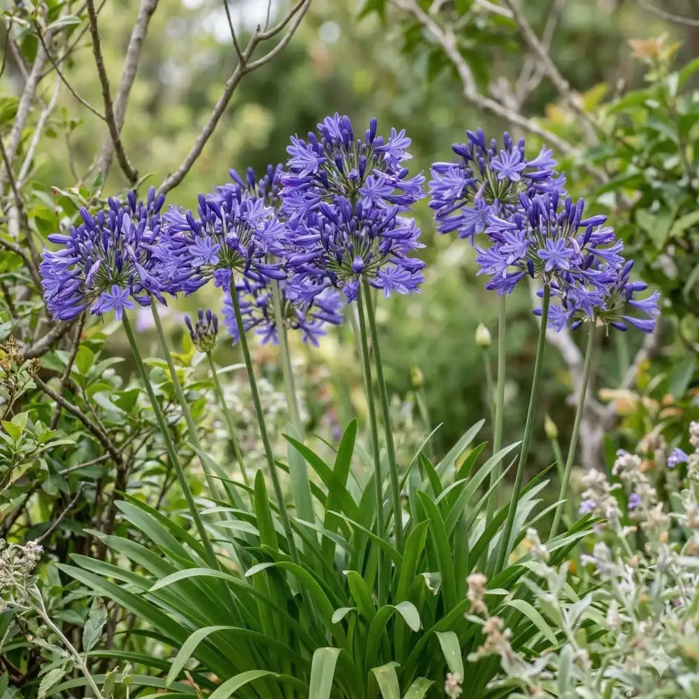 Agapanthus 'Midnight moon'