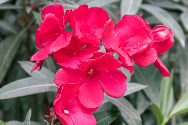Laurier rose 'Corrida'