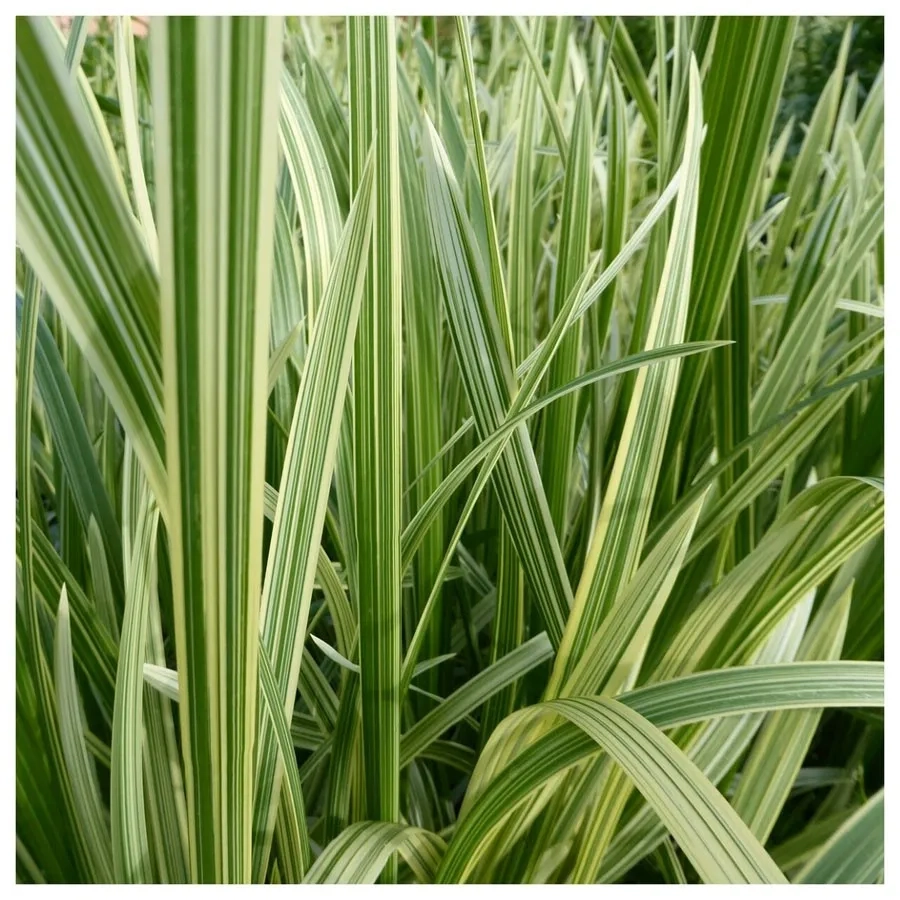 Glycérie panachée 'Variegata'