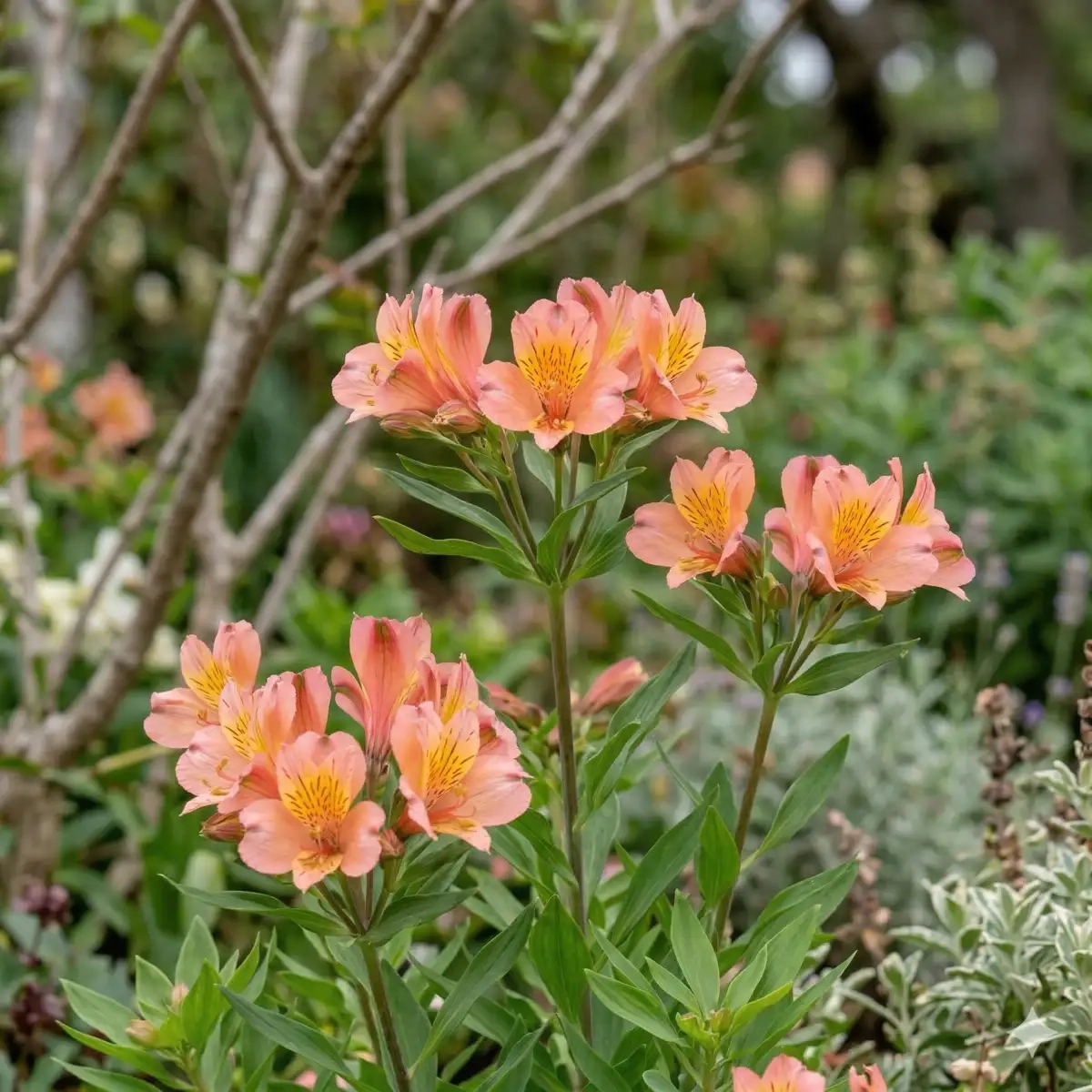 Alstrœmères 'Salmon'