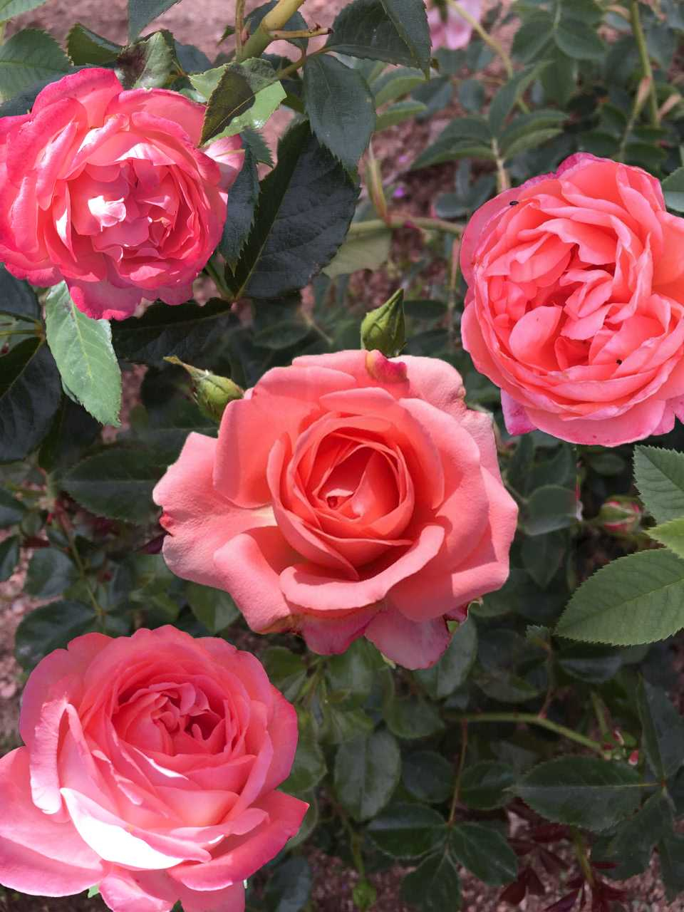 Rosier 'Bijou corail '