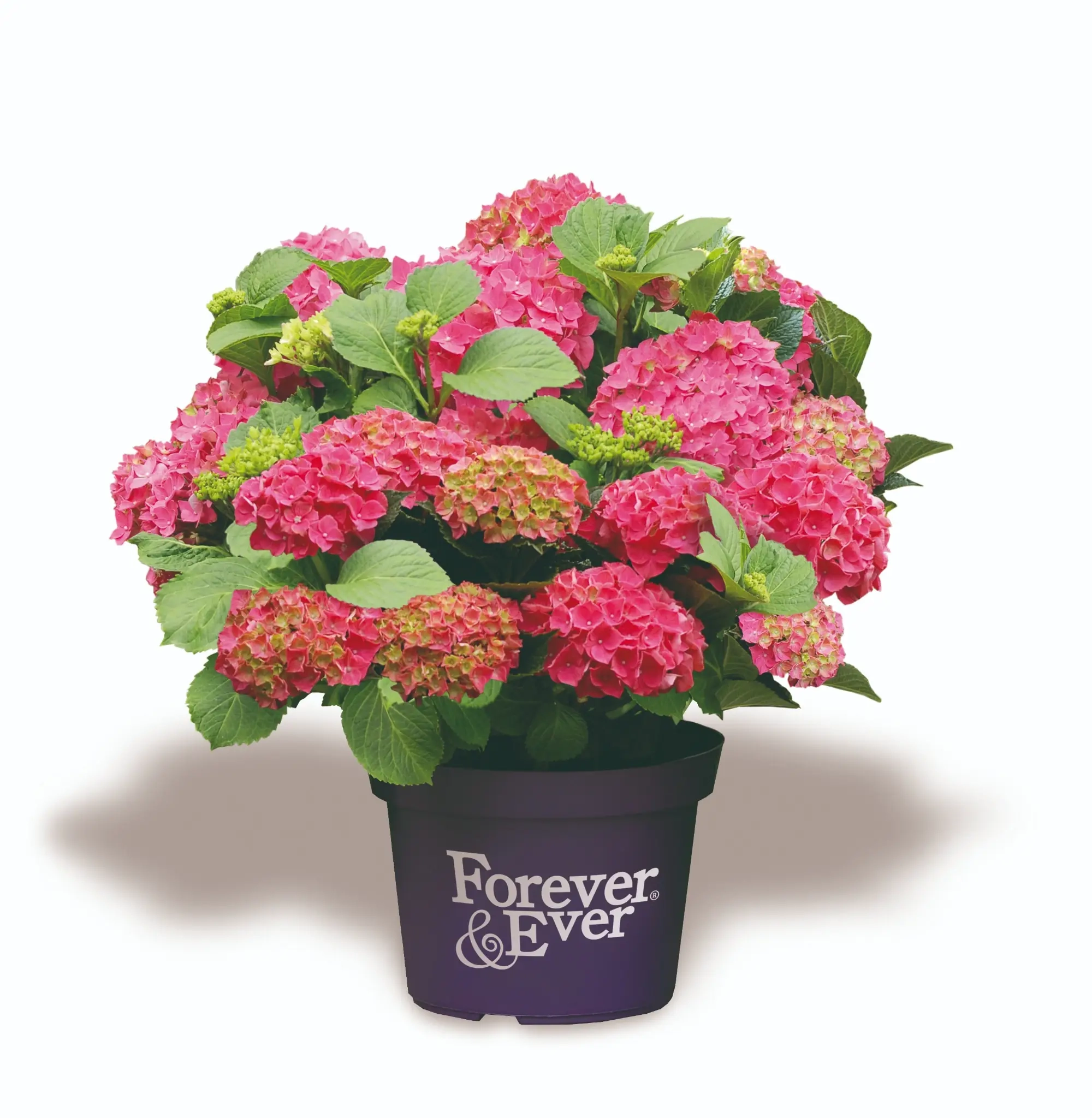Hortensia 'Forever and ever rouge'