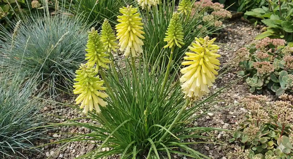Kniphofia 'Pocco yellow'