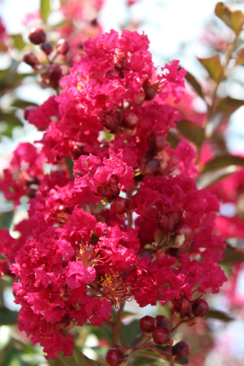 Lilas des indes 'Red imperator'