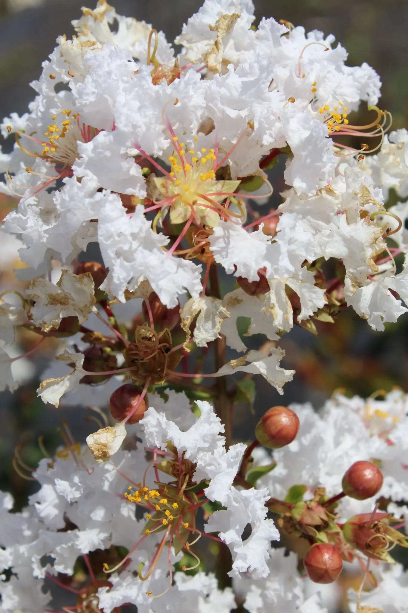 Lilas des indes 'Kimono'