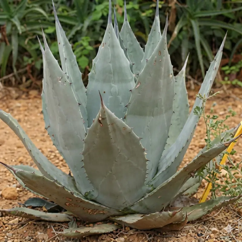 Agave  applanata