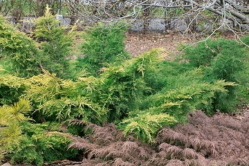 Genévrier de pfitzer 'Pfitzeriana'