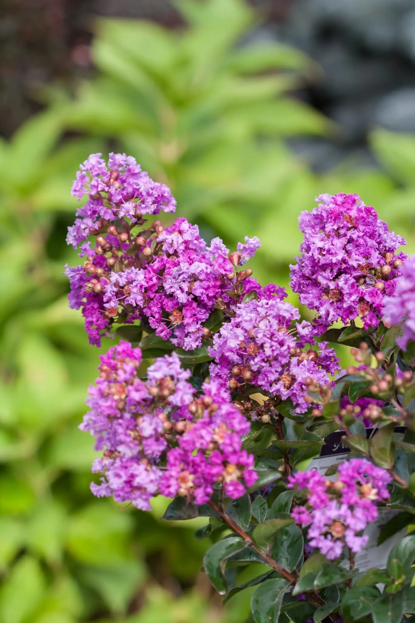 Lilas des indes 'Purple magic'