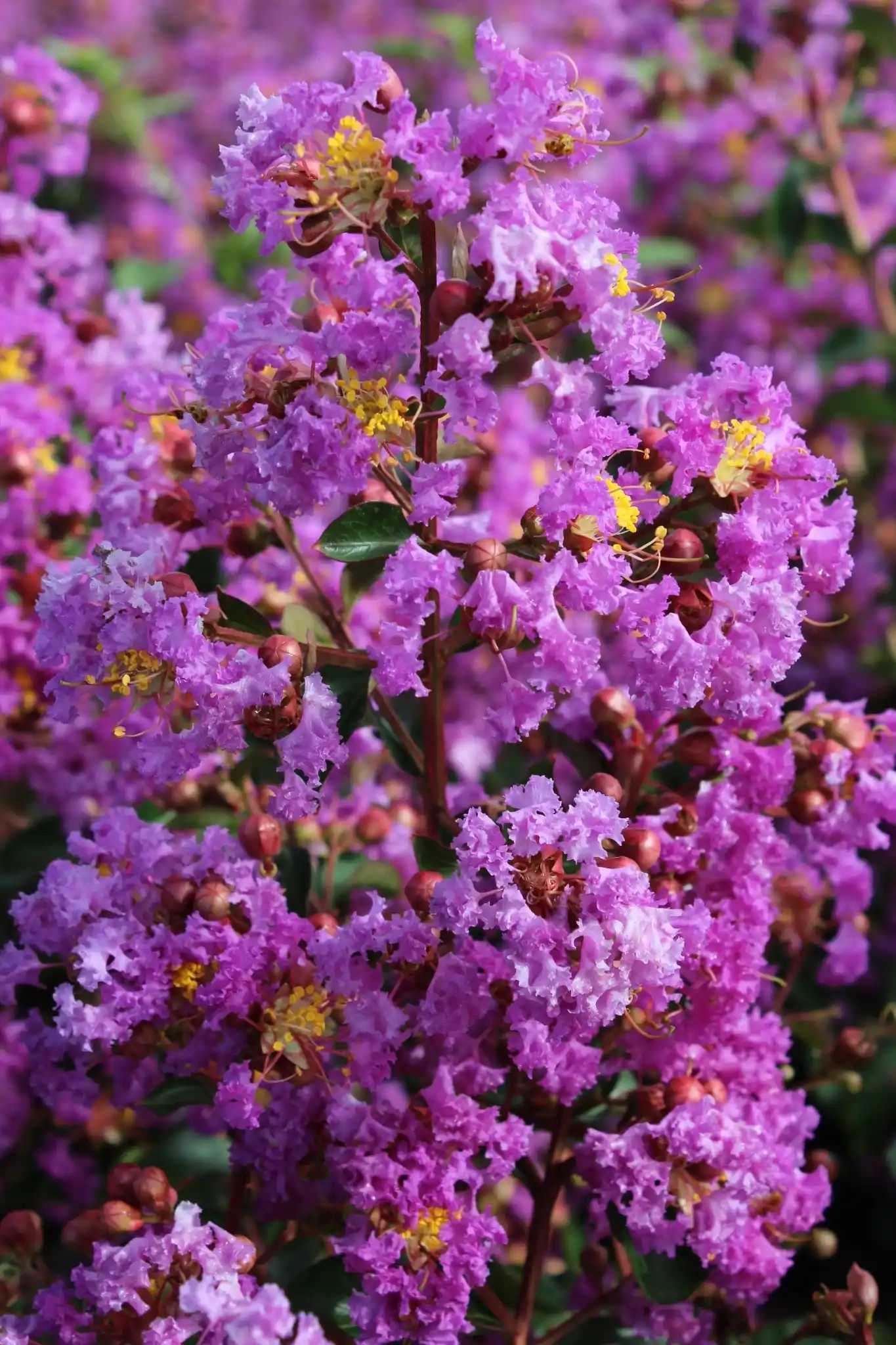 Lilas des indes 'Pecharmant'